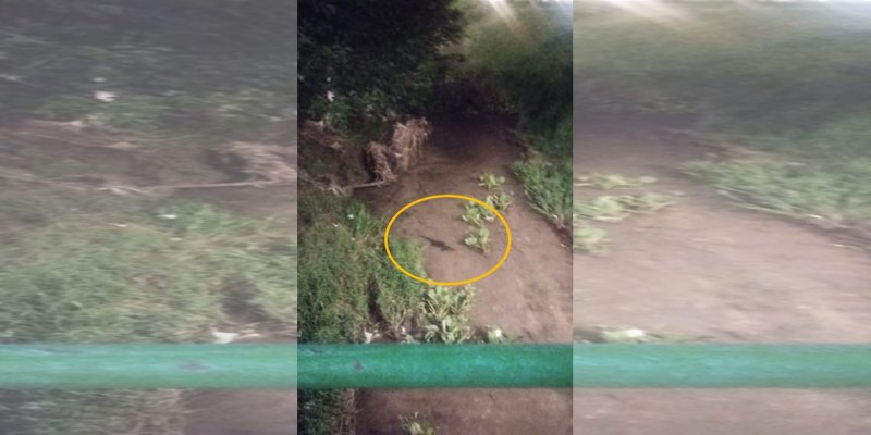 ÁGUA LIMPA: Jacaré aparece à noite em igarapé ao lado do Parque da Cidade 