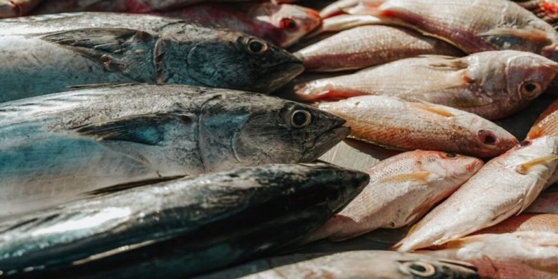 PEIXE NA SEMANA SANTA: Pesquisa aponta variação de até 137% em Santa Catarina